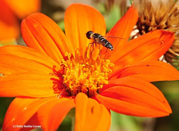 All mine! The syprhid fly takes over. (Photo by Kathy Keatley Garvey)