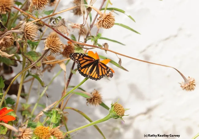 A female monarch lands on the Tithonia. (Photo by Kathy Keatley Garvey)