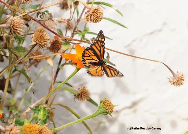 The female flutters away, off to an overwintering site, perhaps in Santa Cruz. (Photo by Kathy Keatley Garvey)