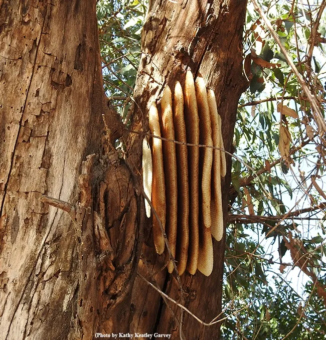 The collapsed feral honey bee colony as it looked on Oct. 4 before it was cut and removed. (Photo by Kathy Keatley Garvey)