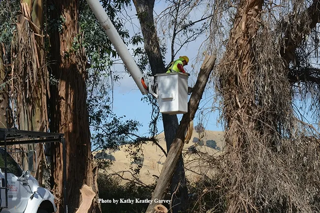 Jose Garcia of the Atlas Tree and Landscape Company prepares to save the collapsed colony for display in the Bohart Museum of Entomology. (Photo by Kathy Keatley Garvey)