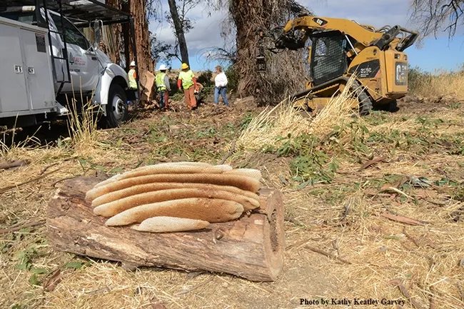 With the collapsed feral honey bee colony in the foreground, the crew salvages the honey. (Photo by Kathy Keatley Garvey)