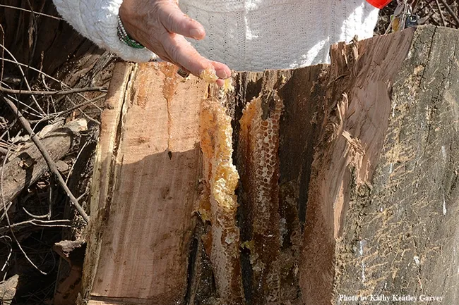 A taste of honey: Honey comb in the hollow of the tree. (Photo by Kathy Keatley Garvey)