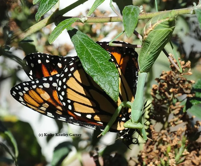 The praying mantis, perfectly camouflaged, resembles a leaf. (Photo by Kathy Keatley Garvey)