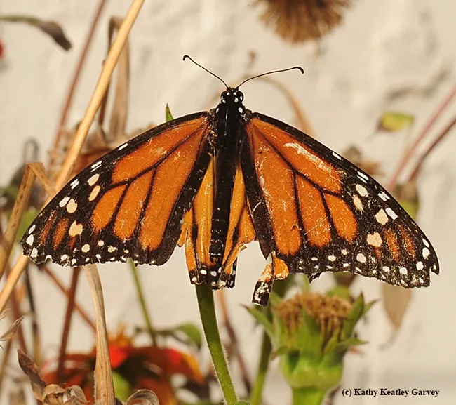 A predator missed--but a miss is as good as a mile. (Photo by Kathy Keatley Garvey)