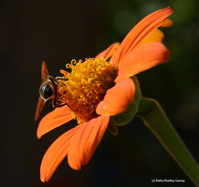 Over and out--this drone fly says it's time to go. (Photo by Kathy Keatley Garvey)