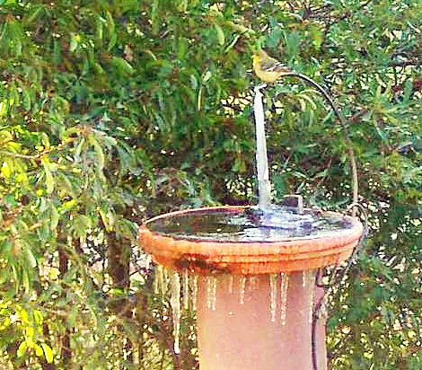 Be kind to birds—break up<br>ice in bird baths.<br>(click to enlarge)