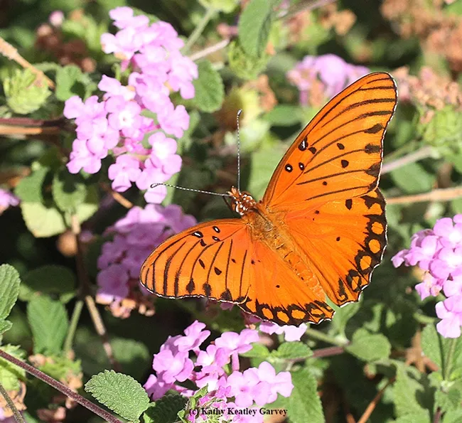 A Gulf Fritillary takes a liking to Lantana. (Photo by Kathy Keatley Garvey)