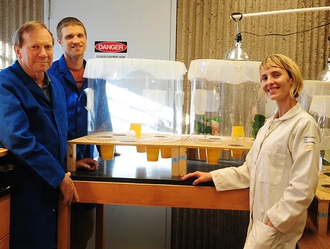 Researchers (from left) Larry Godfrey, Ian Grettenberger and Stacey Rice in the Godfrey lab, UC Davis Department of Entomology and Nematology. (Photo by Kathy Keatley Garvey)