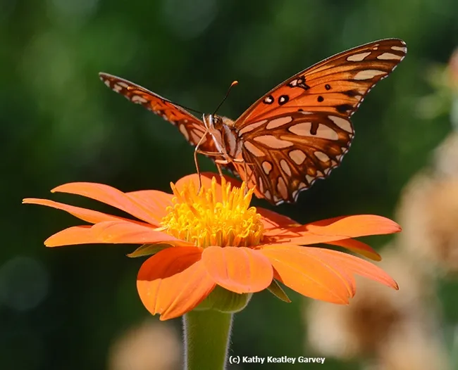 Gulf Fritillaries are still flying--and mating and laying eggs--in November. This one is nectaring on Mexican sunflower (Tithonia). (Photo by Kathy Keatley Garvey)