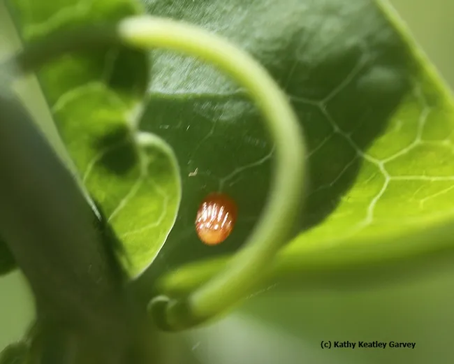 A tiny Gulf Fritillary egg. The egg is about the size of a sesame seed. (Photo by Kathy Keatley Garvey)