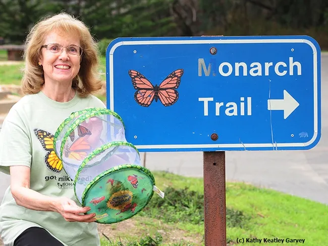 Marilyn, a butterfly enthusiast from Fairfield, ready to release two monarchs at the Natural Bridges State Park's monarch sanctuary. The butterfly mesh habitat is from the Bohart Museum of Entomology, UC Davis. The "Got Milkweed" monarch t-shirt is also from the Bohart. (Photo by Kathy Keatley Garvey)