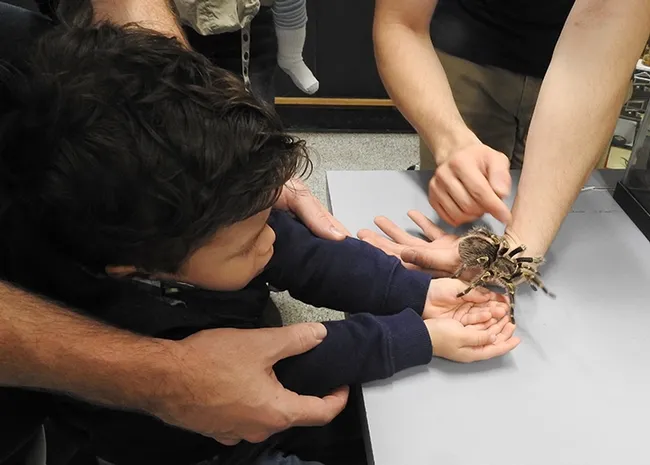 A Chaco golden knee tarantula, fondly nicknamed "Coco McFluffin," drew lots of interest. (Photo by Kathy Keatley Garvey)