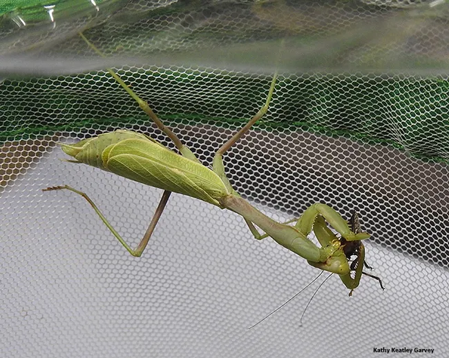 A praying mantis at the Bohart Museum of Entomology, UC Davis, dines on a stink bug. (Photo by Kathy Keatley Garvey)