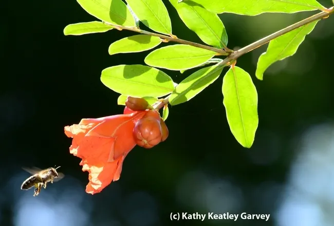 Honey bee heading toward pomegranate blossom on an 87-year-old tree. Pomegranates are among the 100 crops--from almonds to watermelon--pollinated by bees. (Photo by Kathy Keatley Garvey)