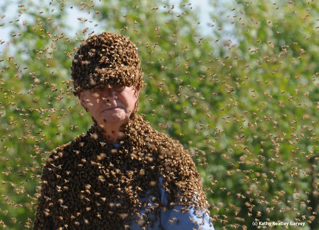Bee wrangler Norm Gary clustered with bees. (Photo by Kathy Keatley Garvey)