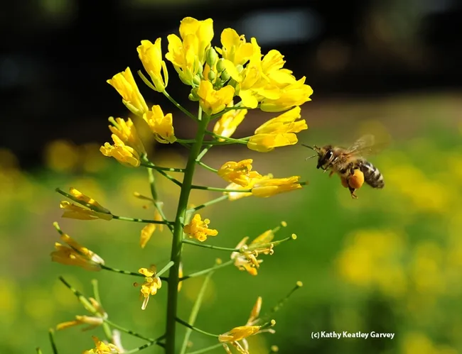 A honey bee heads toward mustard. (Photo by Kathy Keatley Garvey)