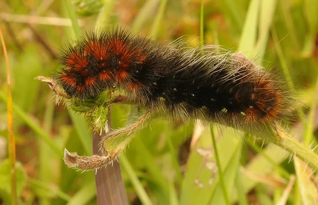 A wooly bear caterpillar on Bodega Head in 2011. (Photo by Kathy Keatley Garvey)