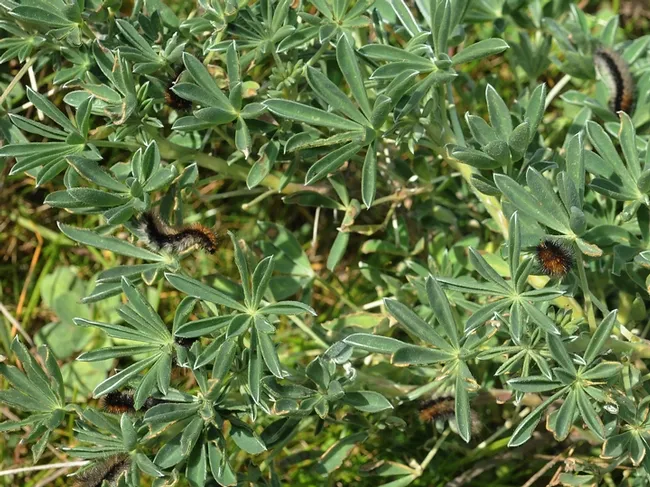Wooly bear caterpillars eating lupine in 2008 on Bodega Head, Sonoma County. (Photo by Kathy Keatley Garvey)
