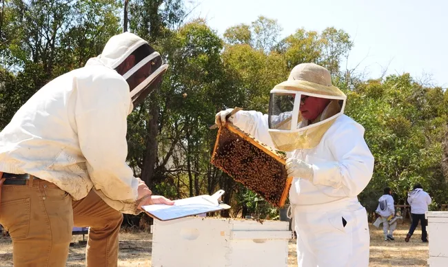 California Master Beekeeper Program examiner Charley Nye tests six-year beekeeper Cheryl Veretto, president of the Sonoma County Beekeepers' Association. She is one of the 52 graduates of the CAMPB apprentice level. (Photo by Kathy Keatley Garvey)