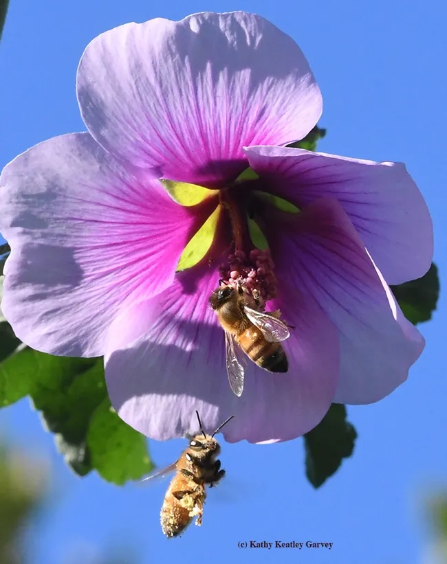 "Save some for me!" A honey bee buzzes upward toward a mallow blossom. (Photo by Kathy Keatley Garvey)