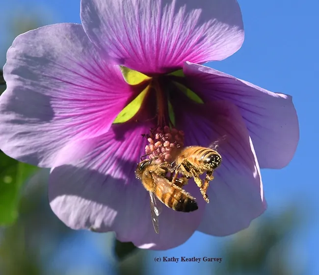 "Two can share, right?" Honey bees jockey for position--and pollen. (Photo by Kathy Keatley Garvey)