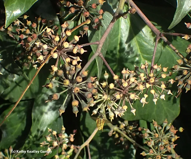 A western yellowjacket, Vespula pensylvanica, flies toward Algerian ivy in mid-December in Vacaville, Calif. (Photo by Kathy Keatley Garvey)