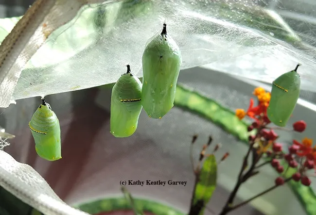 It's chrysalis time in the city. (Photo by Kathy Keatley Garvey)