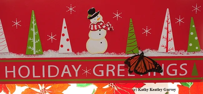 Happy holidays from an out-of-season monarch. (Photo by Kathy Keatley Garvey)