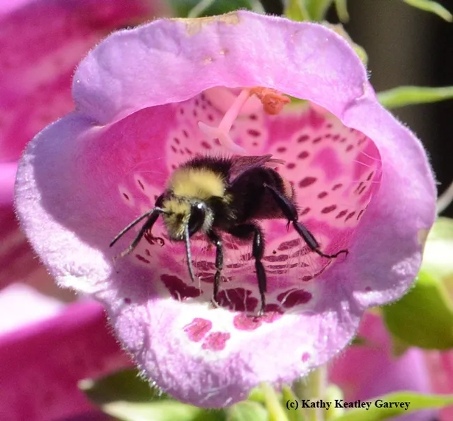 A yellow-faced bumble bee, Bombus vosnesenski, exits a foxglove. (Photo by Kathy Keatley Garvey)