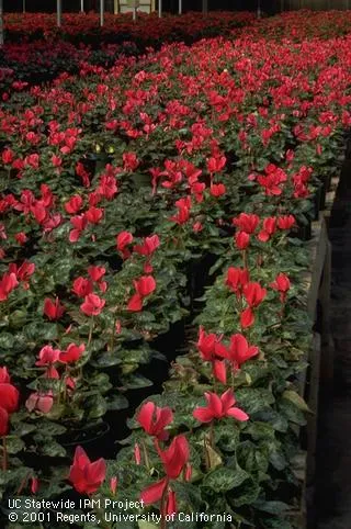 Cyclamen 'Zodiac Scarlet'