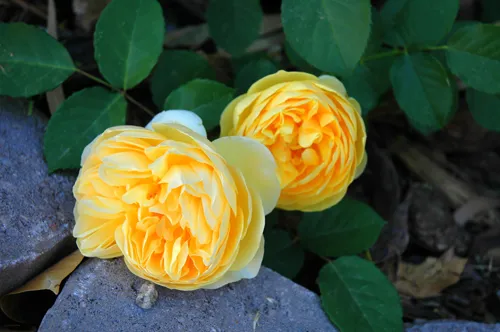 Yellow roses