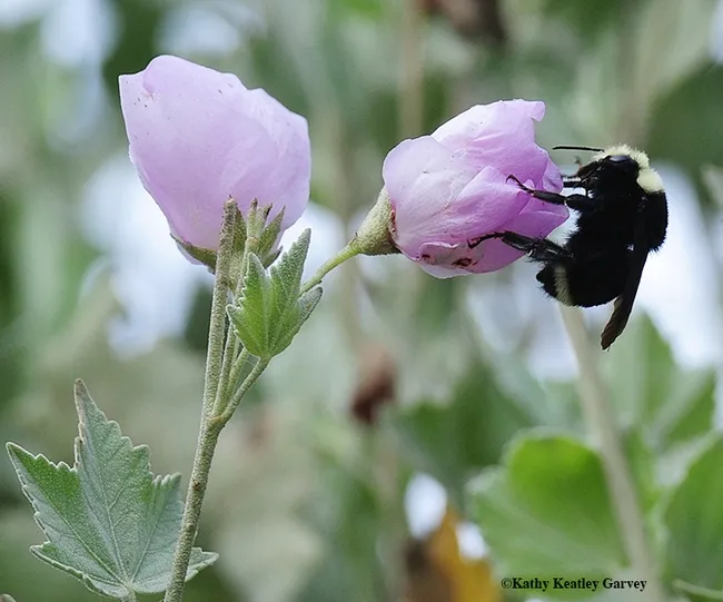 Yellow-faced bumble bee, Bombus vosnesenskii, sipping nectar on mallow on Nov. 14 in Natural Bridges State Park, Santa Cruz. (Photo by Kathy Keatley Garvey)