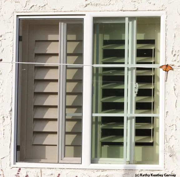 Window of opportunity? A monarch roosts on a clothesline in front of a cottage window. (Photo by Kathy Keatley)