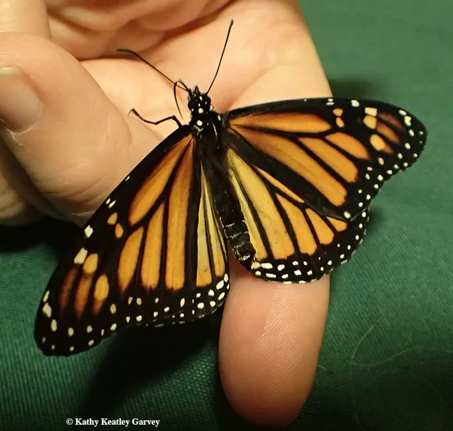 Close-up of a monarch that eclosed on Jan. 5, 2017. (Photo by Kathy Keatley Garvey)
