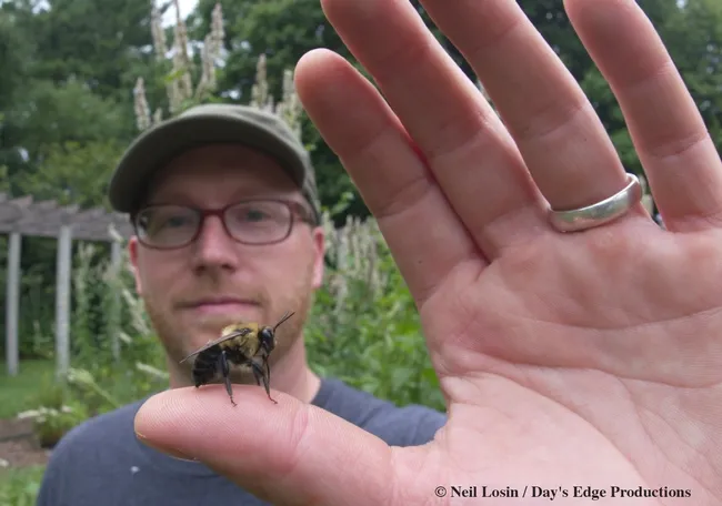 This is a frame from the film, "Ghost in the Making," showing Clay Bolt with the now endangered rusty-patched bumble bee. © Neil Losin / Day's Edge Productions