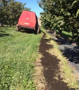 Figure 5. Spreading compost in the tilled strip where landscape fabric is used (photo by Jaime Reyes)