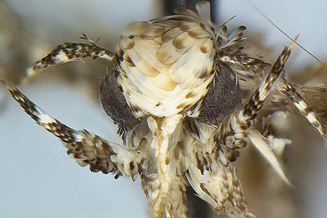 Photo of the head of a male moth, Neopalpa donaldtrumpi, courtesy of Vazrick Nazari, ZooKeys journal.