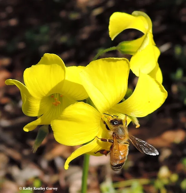 A honey bee foraging on oxalis at noon on Wednesday, Jan. 25 in Vacaville, Calif. Temperature: 53 degrees. (Photo by Kathy Keatley Garvey)