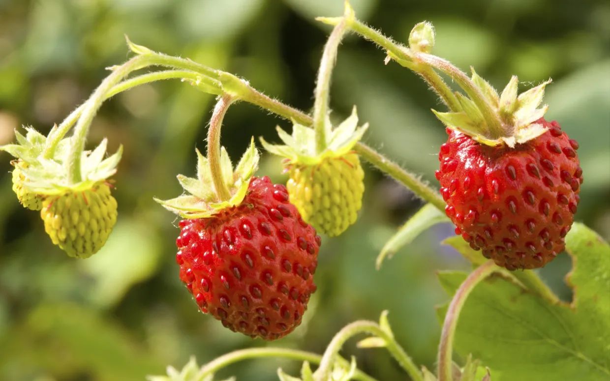 wild-strawberries-ftr