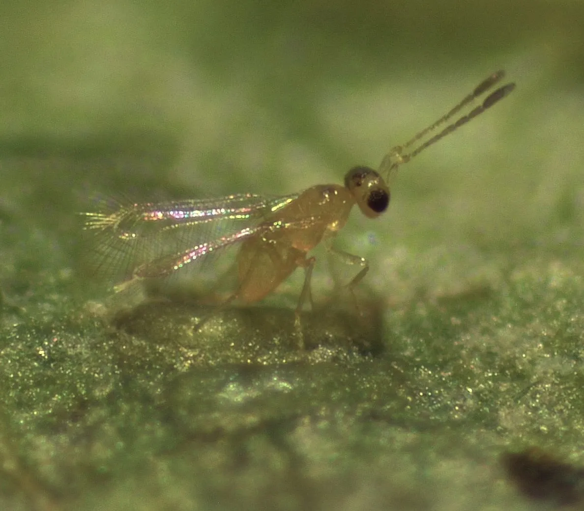 Anagrus daanei parasitizing a VCLH egg