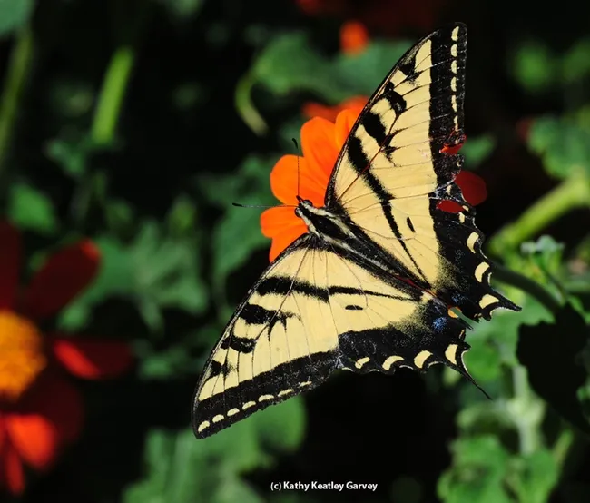 A Western tiger swallowtail, Papilio rutulus, nectaring on Mexican sunflower (Tithonia). (Photo by Kathy Keatley Garvey)