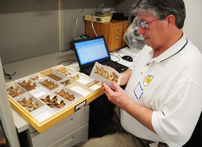 Essig Museum associate Kelly Richers works on underwing moths at the gathering of lepitopderists at the Bohart Museum. (Photo by Kathy Keatley Garvey)