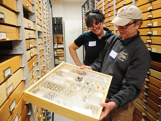 Entomologist Rick Kelson, who directs the butterfly habitat at Six Flags Discovery Kingdom, Vallejo, looks over specimens with Shanda Witham, associate curator. (Photo by Kathy Keatley Garvey)
