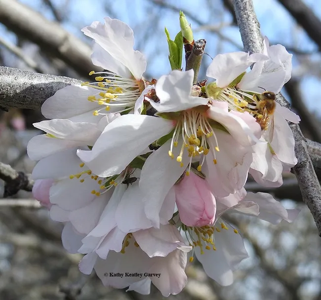 A honey bee foraging on a feral almond tree today (Feb. 10) in Pleasants Valley, Vacaville.(Photo by Kathy Keatley Garvey)