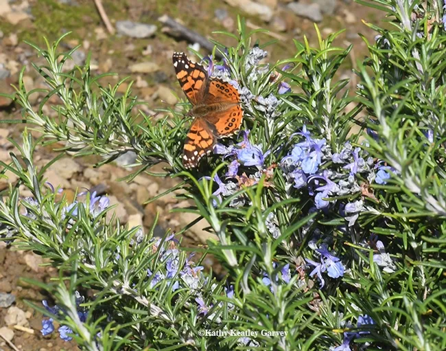 A West Coast Lady, Vanessa annabella, sips nectar Feb. 11 on rosemary near the Glen Cove Marina, Vallejo. (Photo by Kathy Keatley Garvey)