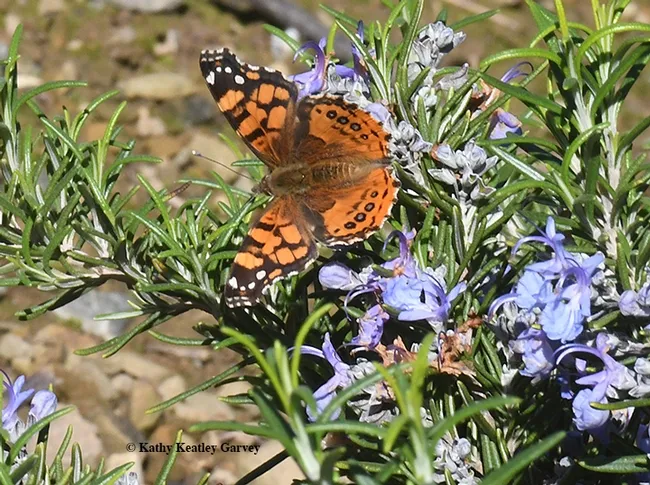 Close-up of a West Coast Lady, Vanessa annabella, on rosemary. (Photo by Kathy Keatley Garvey)
