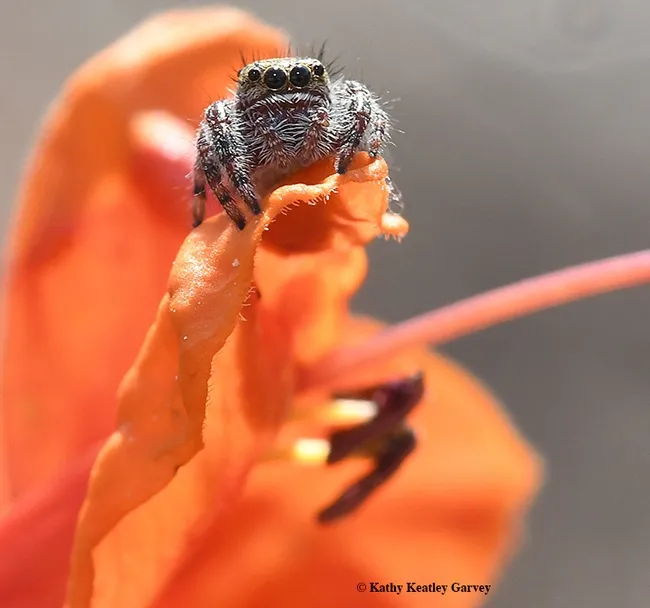 Stare-down. A jumping spider stares at the camera while another jumper spider (blur) moves below. (Photo by Kathy Keatley Garvey)