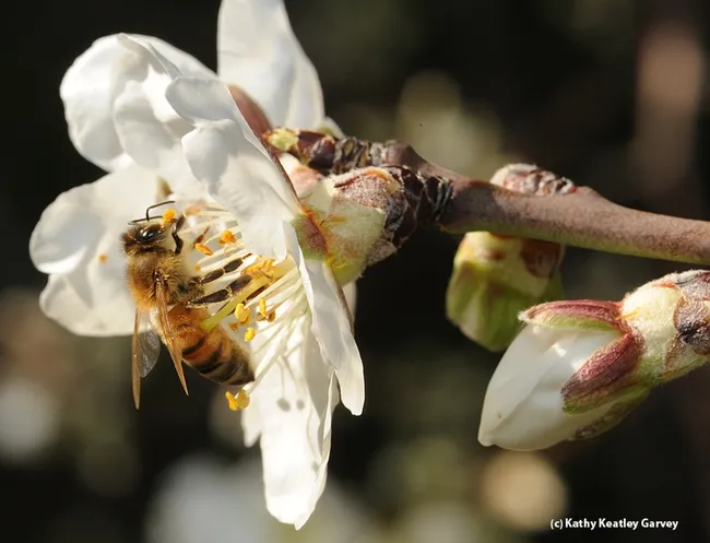 A honey bee pollinating an almond blossom. (Photo by Kathy Keatley Garvey)