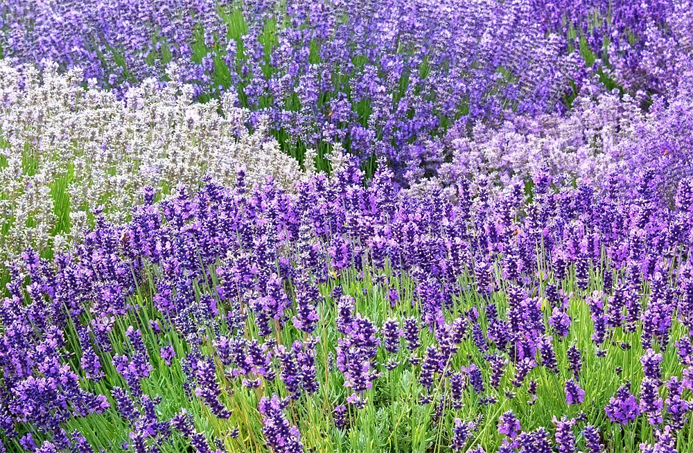 Lavender field
